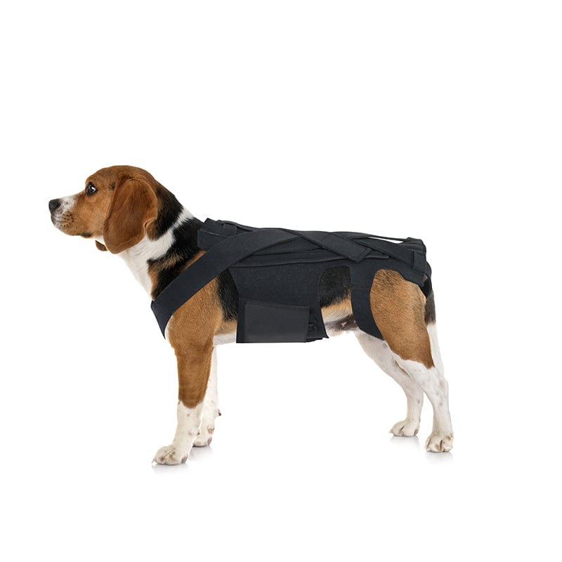 Dog Back Brace for IVDD Arthritis Recovery - Support Vest